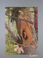 藏品(國立歷史博物館辦理「台北國際生態藝術展」海報)的圖片