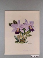 藏品(洋蘭月刊雜誌社發行洋蘭月刊海報)的圖片