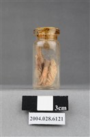 藏品(玻璃瓶)的圖片