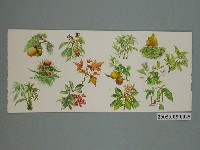 藏品(賴英澤《祭歌中的植物》)的圖片