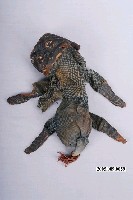 藏品(布袋戲動物道具獅)的圖片