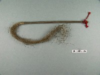 藏品(傀儡戲道具拂塵)的圖片