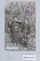 藏品(桃花美人)的圖片