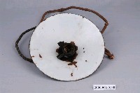 藏品(懸吊式藍色琺琅燈罩)的圖片