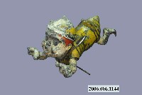 藏品(小蜜蜂玩偶)的圖片