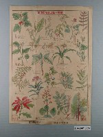 藏品(篠原德之助編〈臺灣產有毒植物一覽圖〉)的圖片