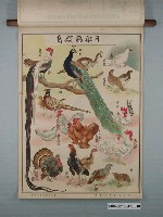 藏品(臺灣省教育會發行《動物分類掛圖》之鳥類)的圖片