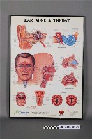 藏品(耳鼻喉科耳鼻喉掛圖)的圖片