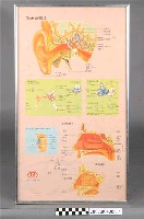 藏品(耳鼻喉科耳的結構與區分掛圖)的圖片