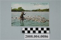 藏品(臺北生蕃屋本店印行臺灣養鴨人家)的圖片