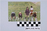 藏品(生蕃屋商店發行角板山原住民的水田耕作)的圖片