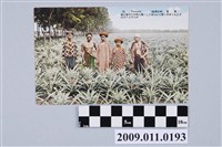 藏品(站在鳳梨田中的排灣族人)的圖片