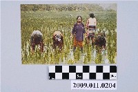 藏品(角板山泰雅族的水田耕作)的圖片