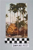 藏品(伸展的檳榔樹)的圖片