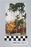 藏品(伸展的檳榔樹)的圖片