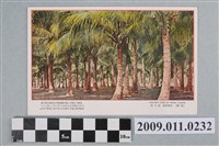 藏品(高雄旗後椰子林)的圖片