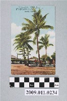 藏品(椰子樹)的圖片