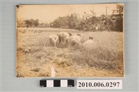 藏品(桃園農業學校學生下鄉照片)的圖片