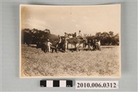 藏品(桃園農業學校牛車載稻穀照片)的圖片