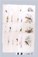 藏品(約翰古爾德繪之亞洲鳥類圖繪組)的圖片