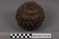 藏品(刺球)的圖片