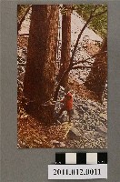 藏品(（臺灣阿里山）砍伐千年巨木)的圖片