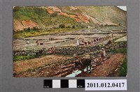 藏品(原住民的耕作)的圖片