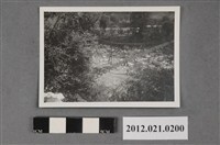 藏品(樹叢中吊橋)的圖片