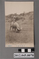 藏品(臺灣牧水牛)的圖片