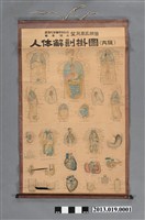 藏品(慶應大學醫學部望月周三郎著人體內臟解剖掛圖)的圖片