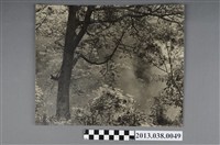 藏品(中橫風景)的圖片