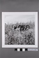 藏品(澎湖的牛群                      )的圖片