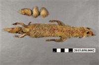 藏品(狐狸圍巾)的圖片