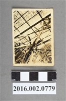 藏品(滿洲室內植物園照)的圖片