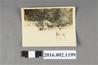 藏品(鄭新合於花蓮縣太魯閣國家公園)的圖片