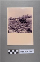 藏品(水牛犁蕃薯田)的圖片