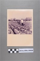 藏品(水牛犁蕃薯田)的圖片