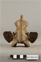 藏品(虎骨觀世音菩薩像)的圖片