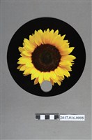 藏品(318公民運動「太陽花」圖像宣傳品)的圖片