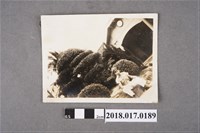 藏品(高中男生)的圖片