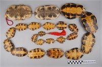 藏品(龜板日館店招22隻龜板)的圖片