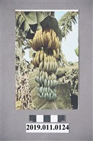 藏品(臺灣果物芭蕉實明信片)的圖片