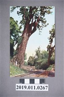 藏品(日治時期阿里山神木明信片)的圖片