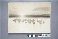 藏品(皇民練成所溪水中訓練)的圖片