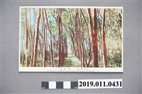 藏品(臺灣新社造林地明信片)的圖片