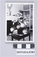 藏品(瓊花盛開於第一岀版社頂樓)的圖片