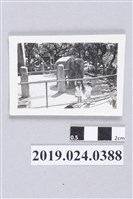 藏品(柯潔芳與柯志明參觀動物園)的圖片