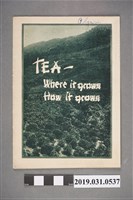 藏品(CHASE & SANBORN發行《茶——它在哪裡成長它如何成長》)的圖片