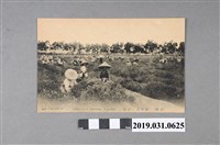 藏品(安平鎮茶園採茶風景明信片)的圖片