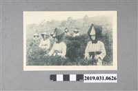 藏品(新竹州茶園風景明信片)的圖片